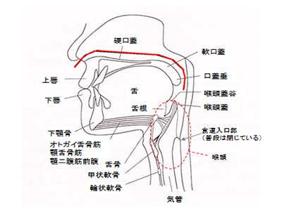 内視鏡（赤実線）挿入位置